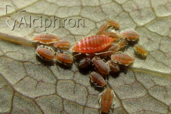 Liosomaphis berberidis