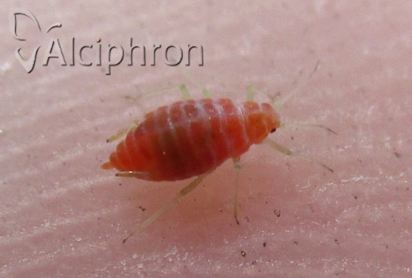 Liosomaphis berberidis