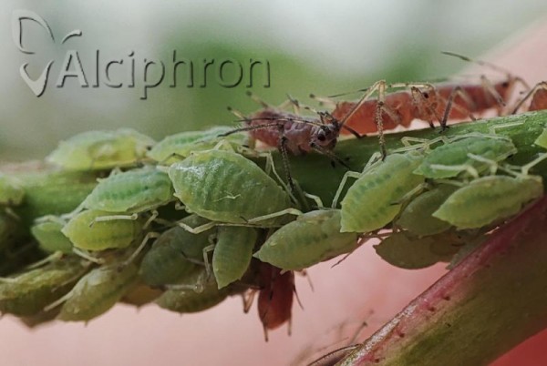 Longicaudus trirhodus