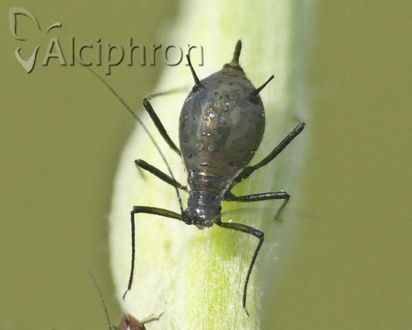 Macrosiphoniella galatellae