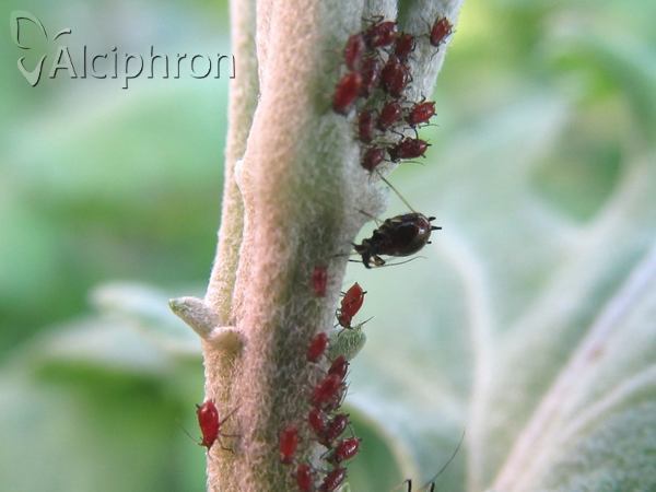 Macrosiphoniella sanborni