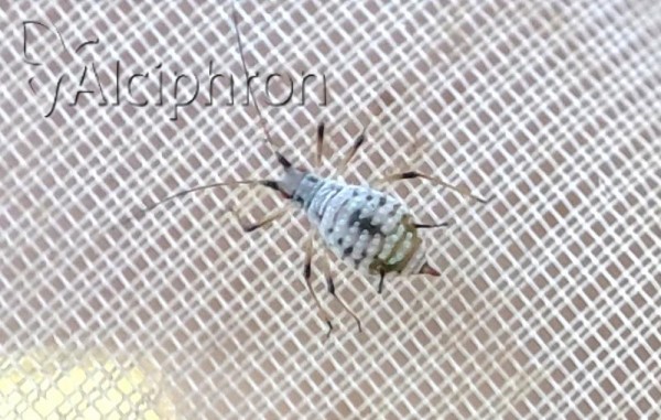 Macrosiphoniella tapuskae