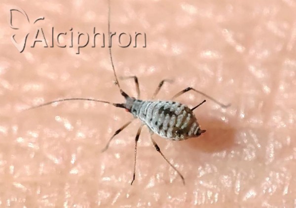 Macrosiphoniella tapuskae