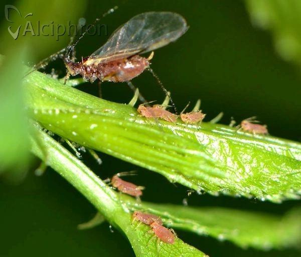 Macrosiphum rosae