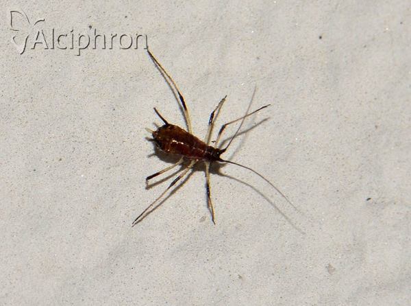 Macrosiphum rosae