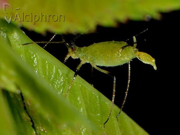 Macrosiphum rosae