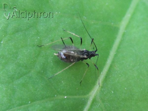 Macrosiphum rosae