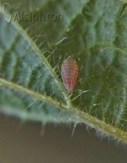 Microlophium carnosum