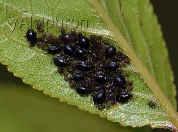 Myzus cerasi