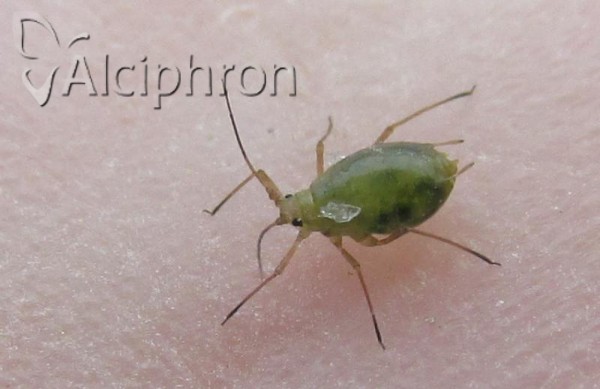 Myzus ascalonicus