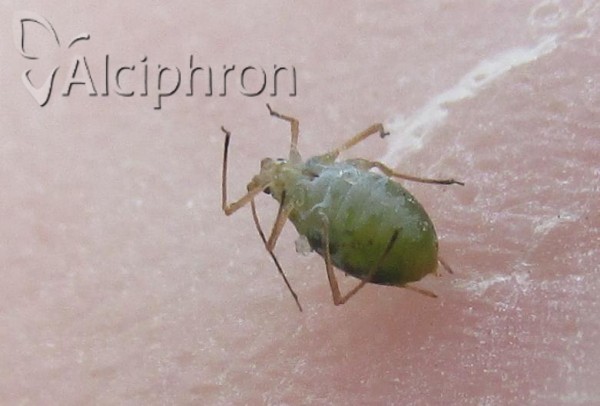 Myzus ascalonicus