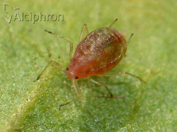 Myzus persicae