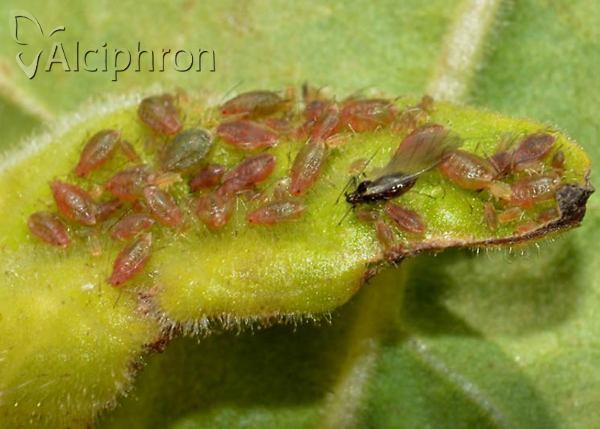 Myzus persicae