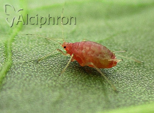 Myzus persicae
