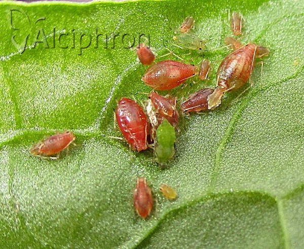 Myzus persicae