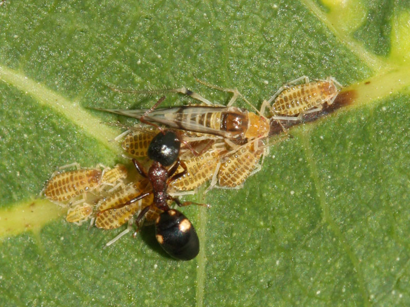 Panaphis juglandis
