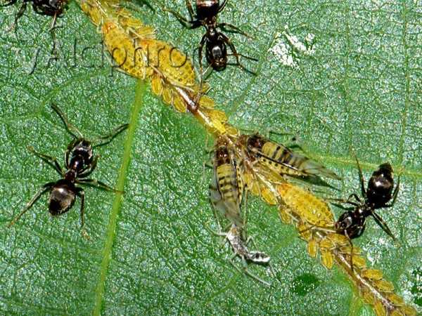 Panaphis juglandis