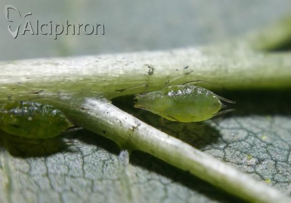 Phorodon humuli