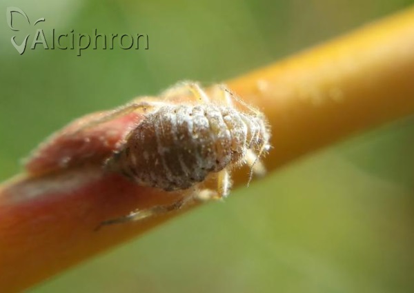 Pterocomma pilosum