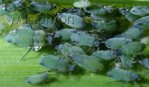 Rhopalosiphum maidis
