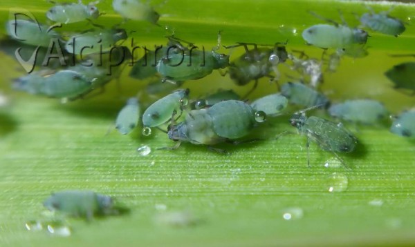 Rhopalosiphum maidis