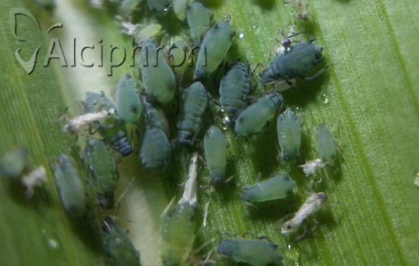Rhopalosiphum maidis