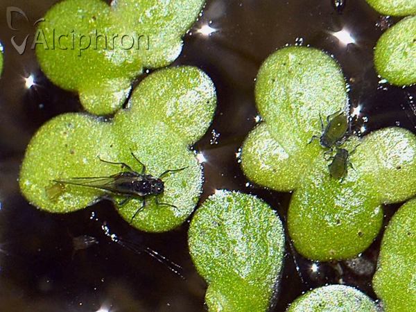 Rhopalosiphum nymphaeae