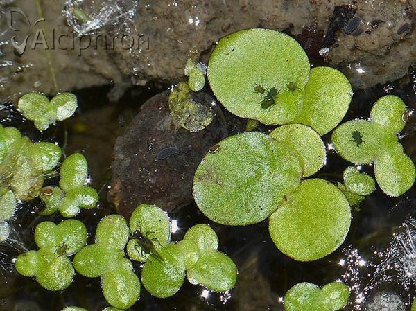 Rhopalosiphum nymphaeae