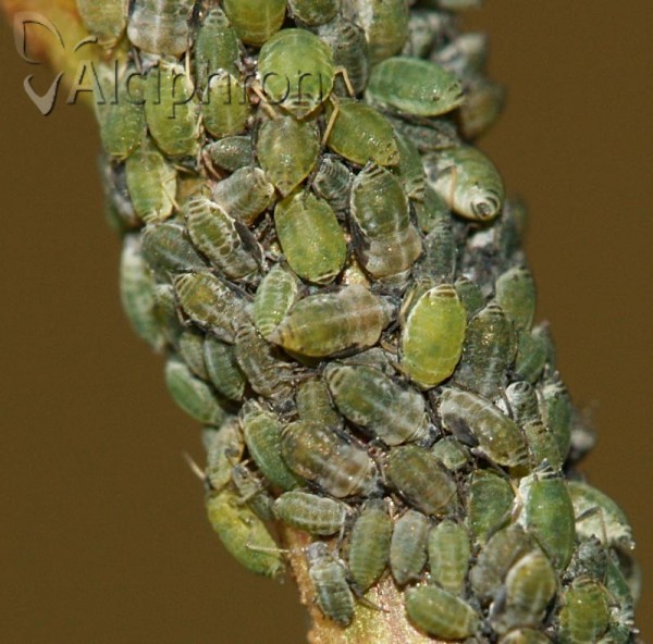 Semiaphis horvathi