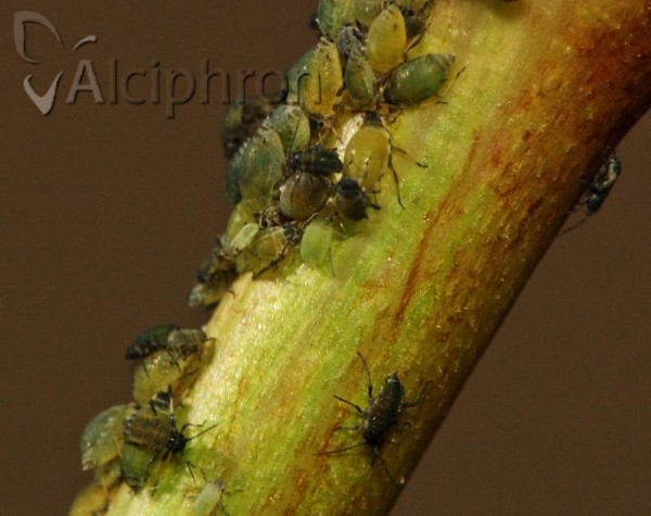 Semiaphis horvathi