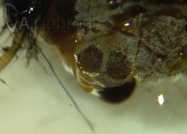 Stomaphis graffii