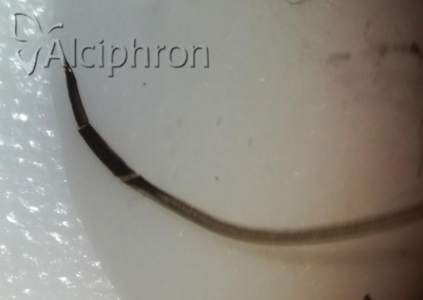Stomaphis graffii