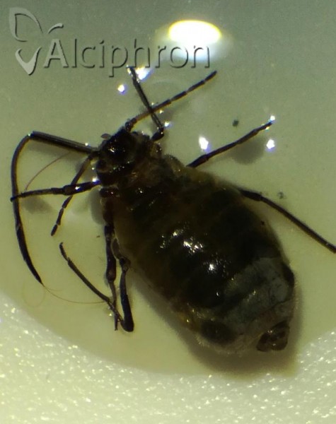 Stomaphis longirostris