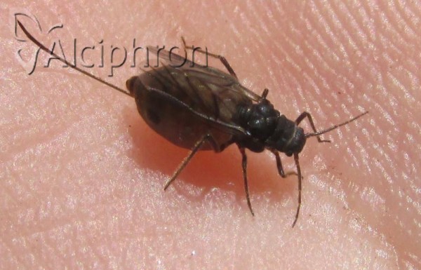 Stomaphis longirostris