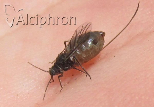Stomaphis longirostris