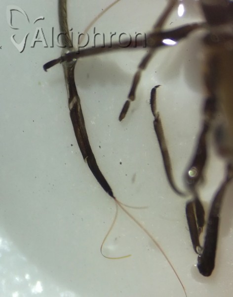 Stomaphis longirostris