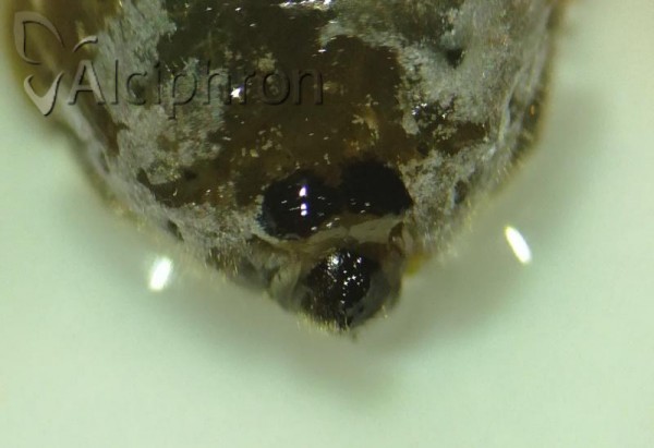 Stomaphis longirostris