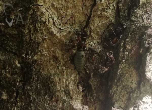 Stomaphis longirostris
