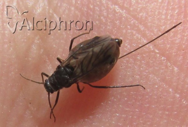 Stomaphis longirostris