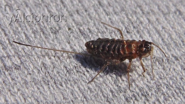 Stomaphis quercus