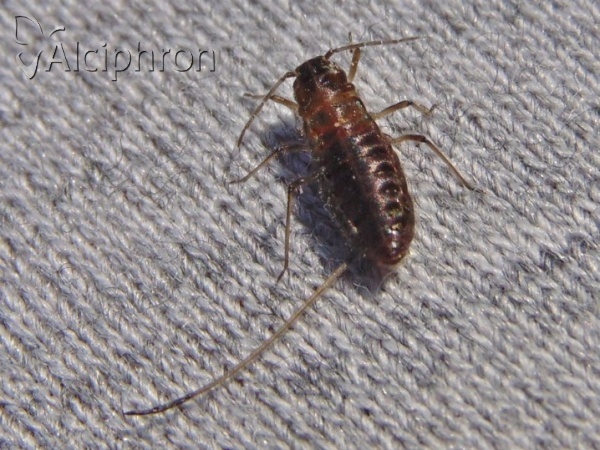 Stomaphis quercus