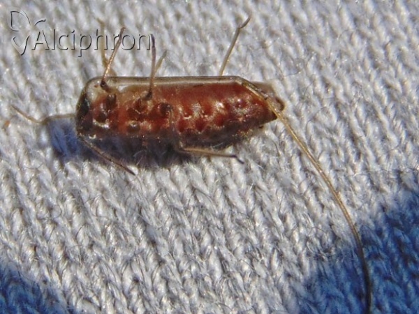 Stomaphis quercus