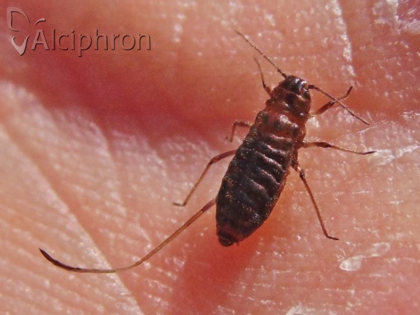 Stomaphis quercus