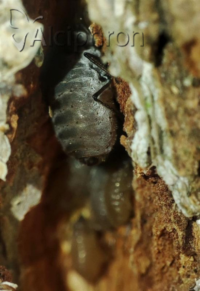 Stomaphis radicicola