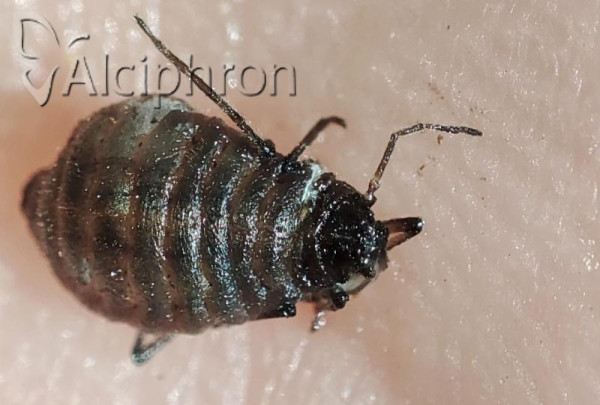 Stomaphis radicicola