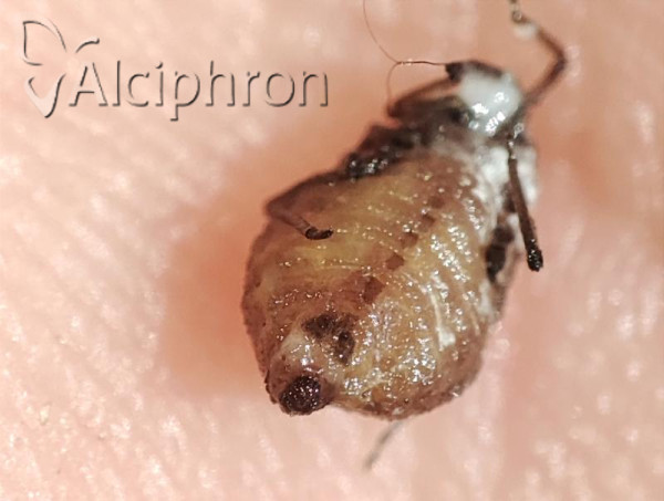 Stomaphis radicicola