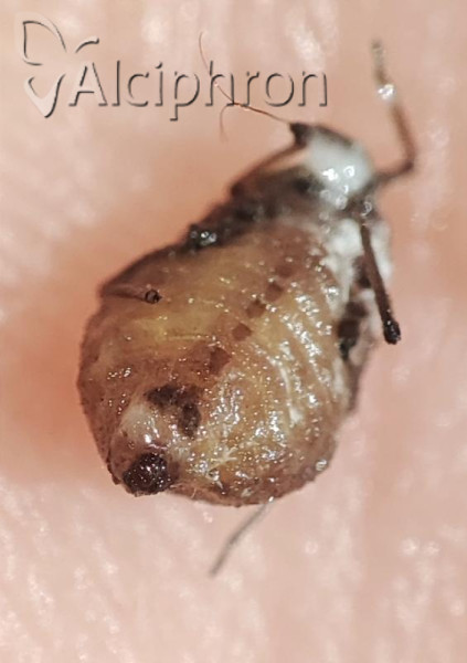 Stomaphis radicicola