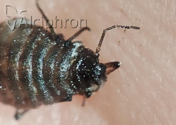 Stomaphis radicicola