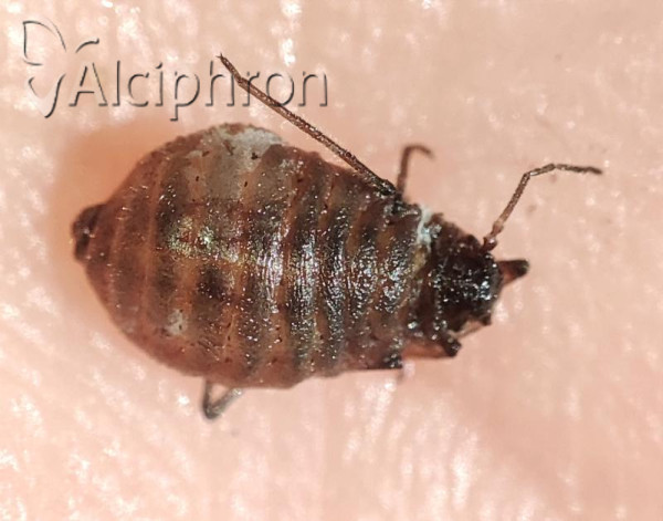 Stomaphis radicicola