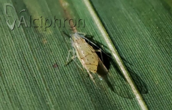 Takecallis arundinariae